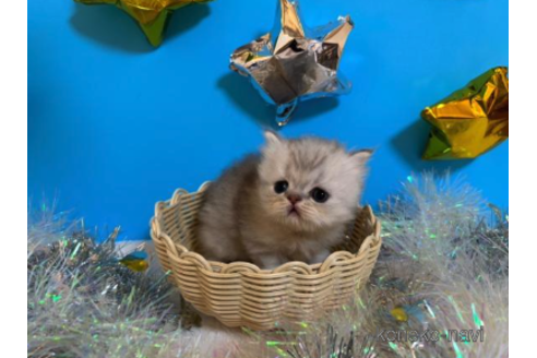- order page - ペルシャ猫 ペルシャの子猫を探す(49ページ目)|子猫ブリーダーナビ